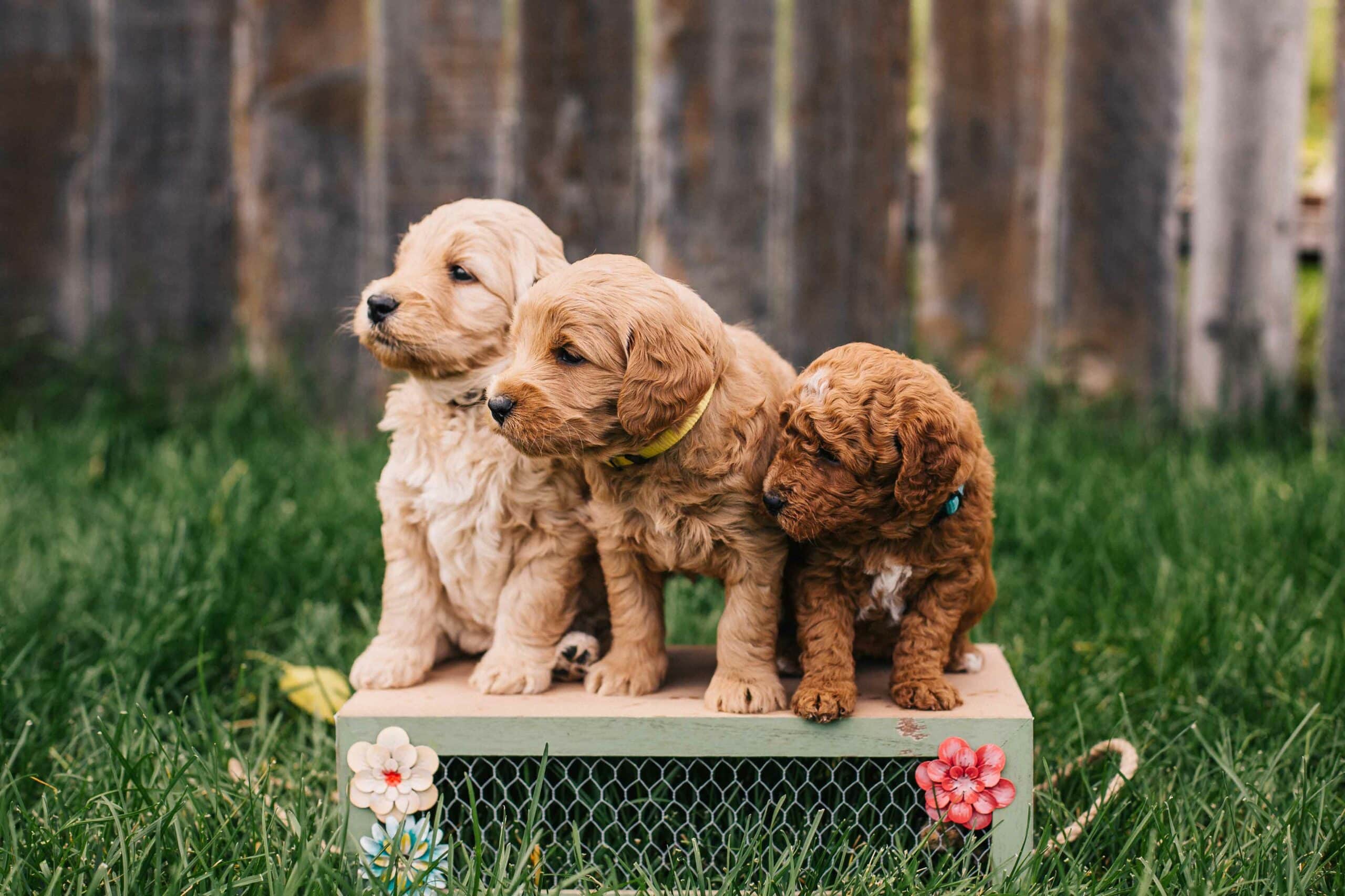 About Woodcliff Lake Veterinary Hospital