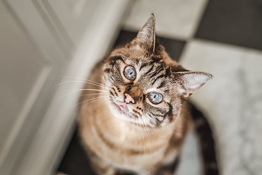 About Woodcliff Lake Veterinary Hospital