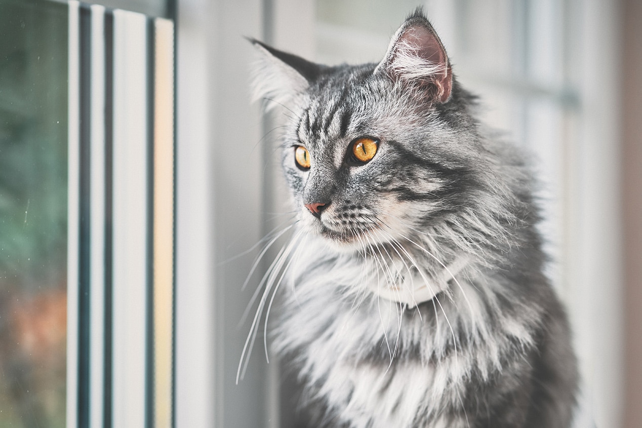 Benefits of In-House Diagnostics at Woodcliff Lake Veterinary Hospital