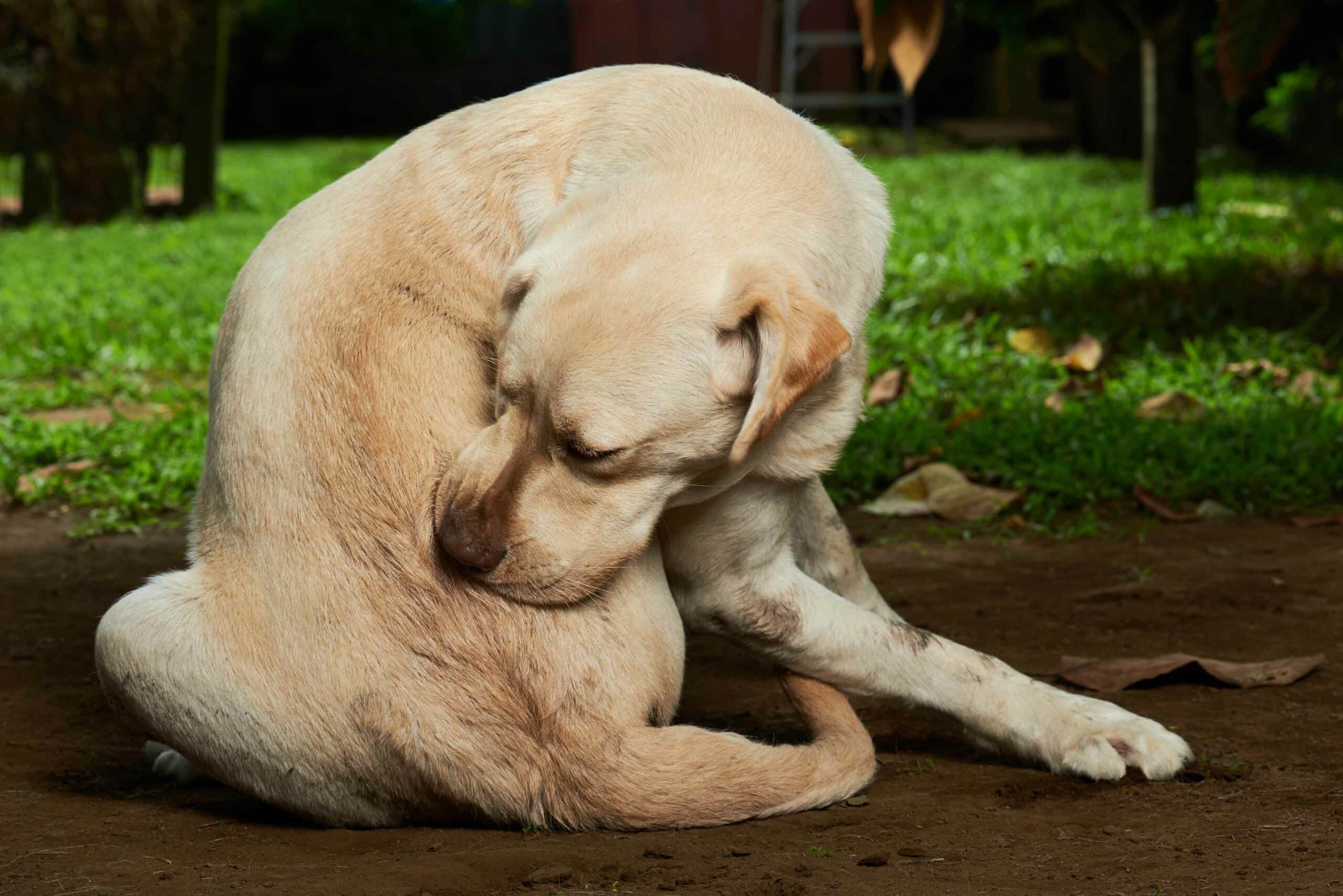 Benefits of In-House Diagnostics at Woodcliff Lake Veterinary Hospital