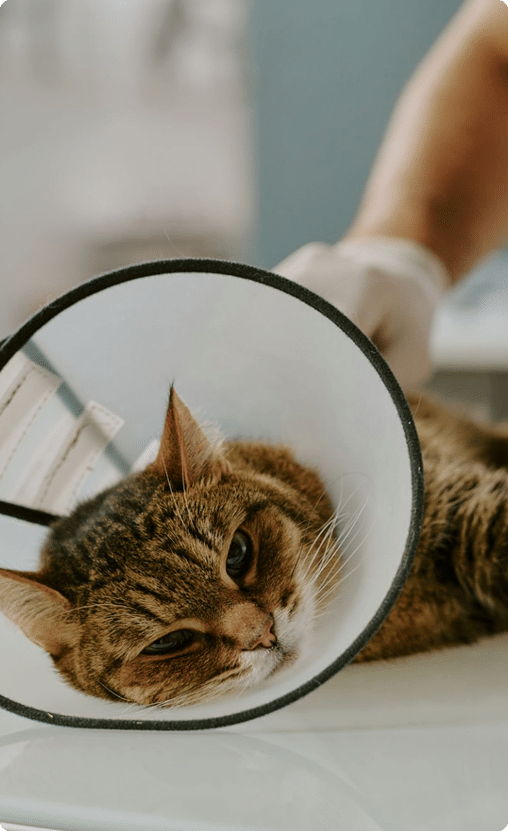 Comprehensive Surgical Services for Dogs and Cats