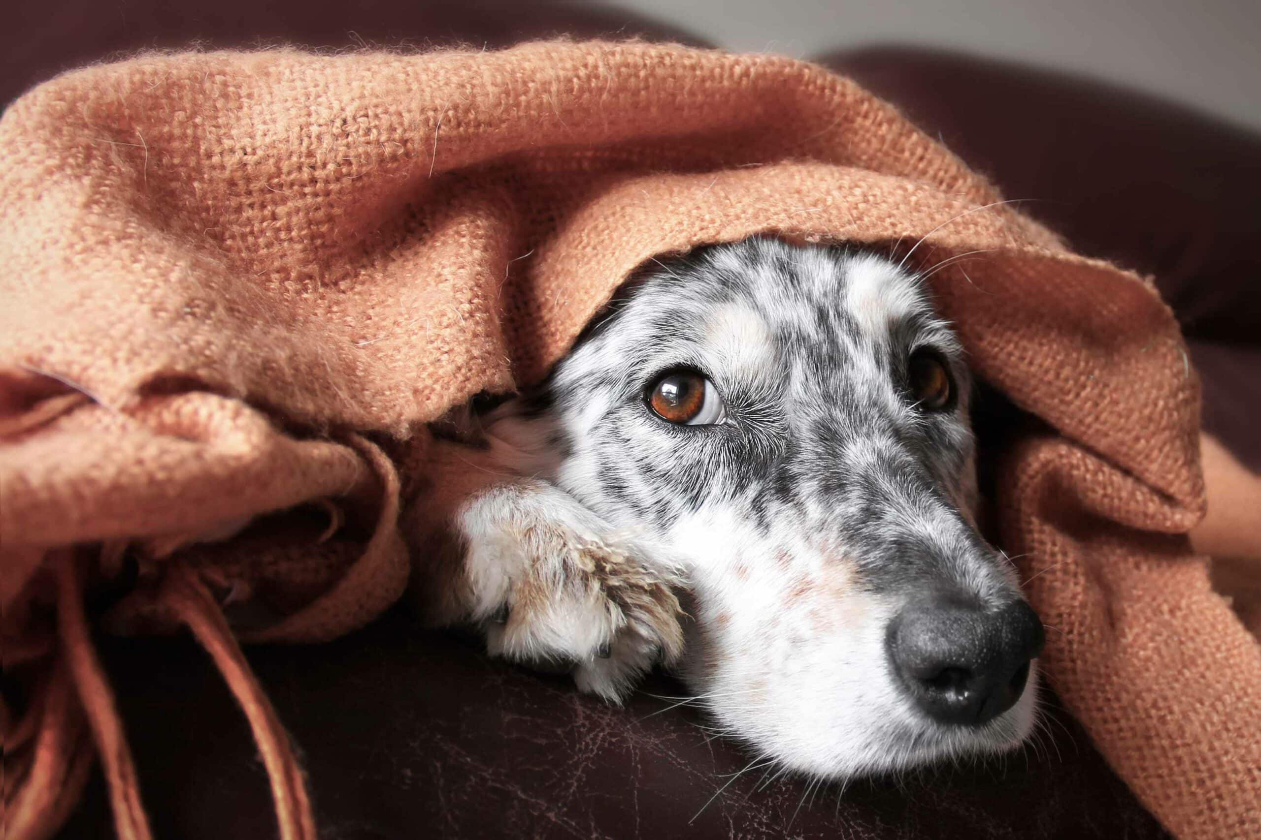 Diabetes Care for Pets in Woodcliff Lake
