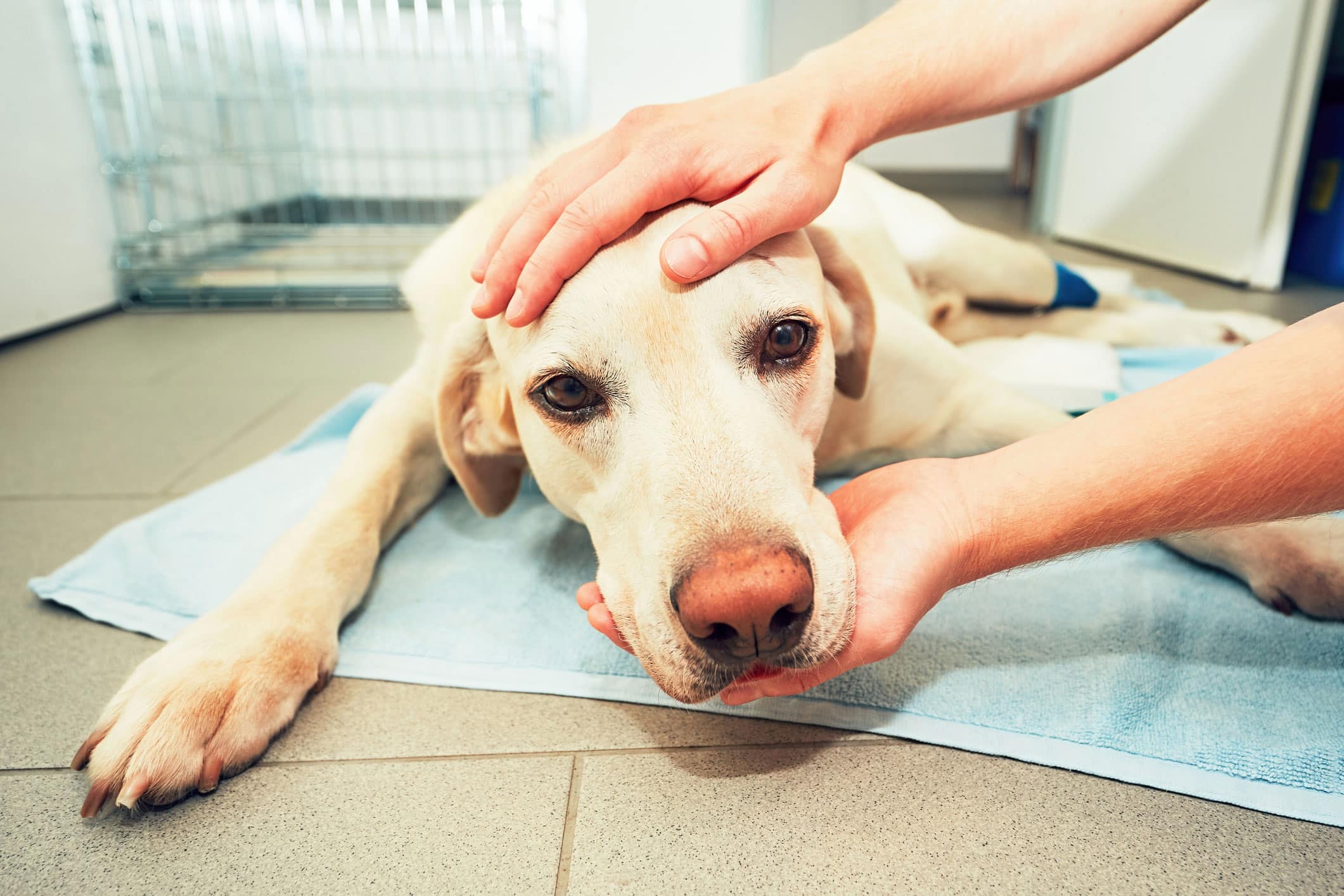 Emergency Veterinary Services at Woodcliff Lake Veterinary Hospital