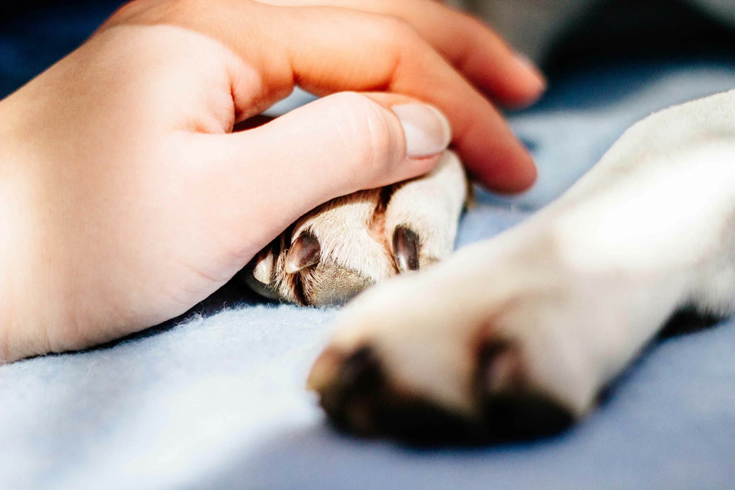 End-of-Life Care Services