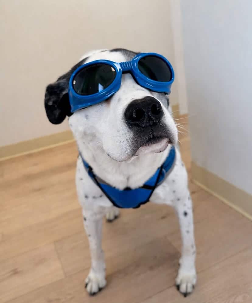 A black and white dog wearing blue goggles and a blue harness stands on a wooden floor next to a light-colored wall.