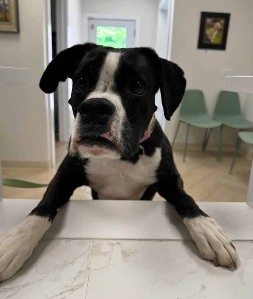 A black and white dog with a white snout stands with its front paws on a counter in a brightly lit room with chairs in the background.