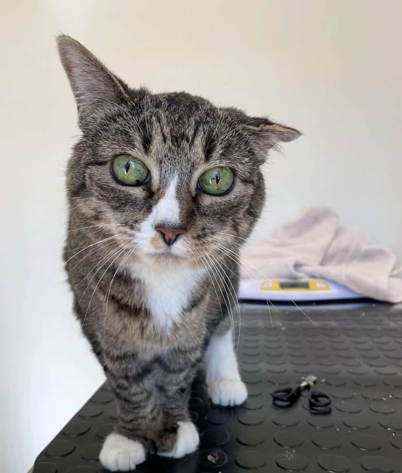 A tabby cat with green eyes stands on a black textured surface next to a pair of scissors, with a towel and digital scale in the background.