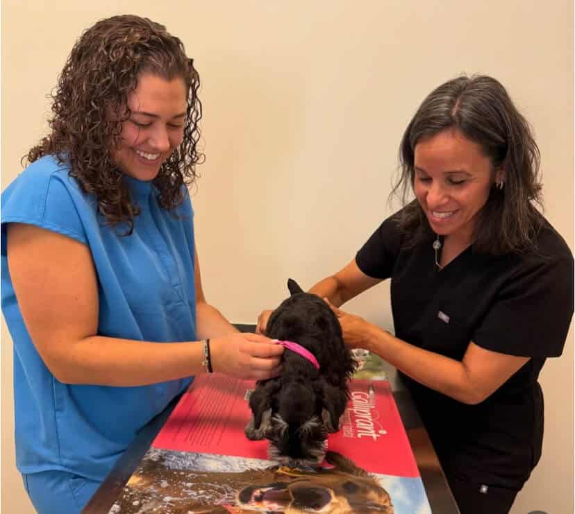 Two women in scrubs examine a small black dog on a veterinary exam table. The dog is facing away from the camera.