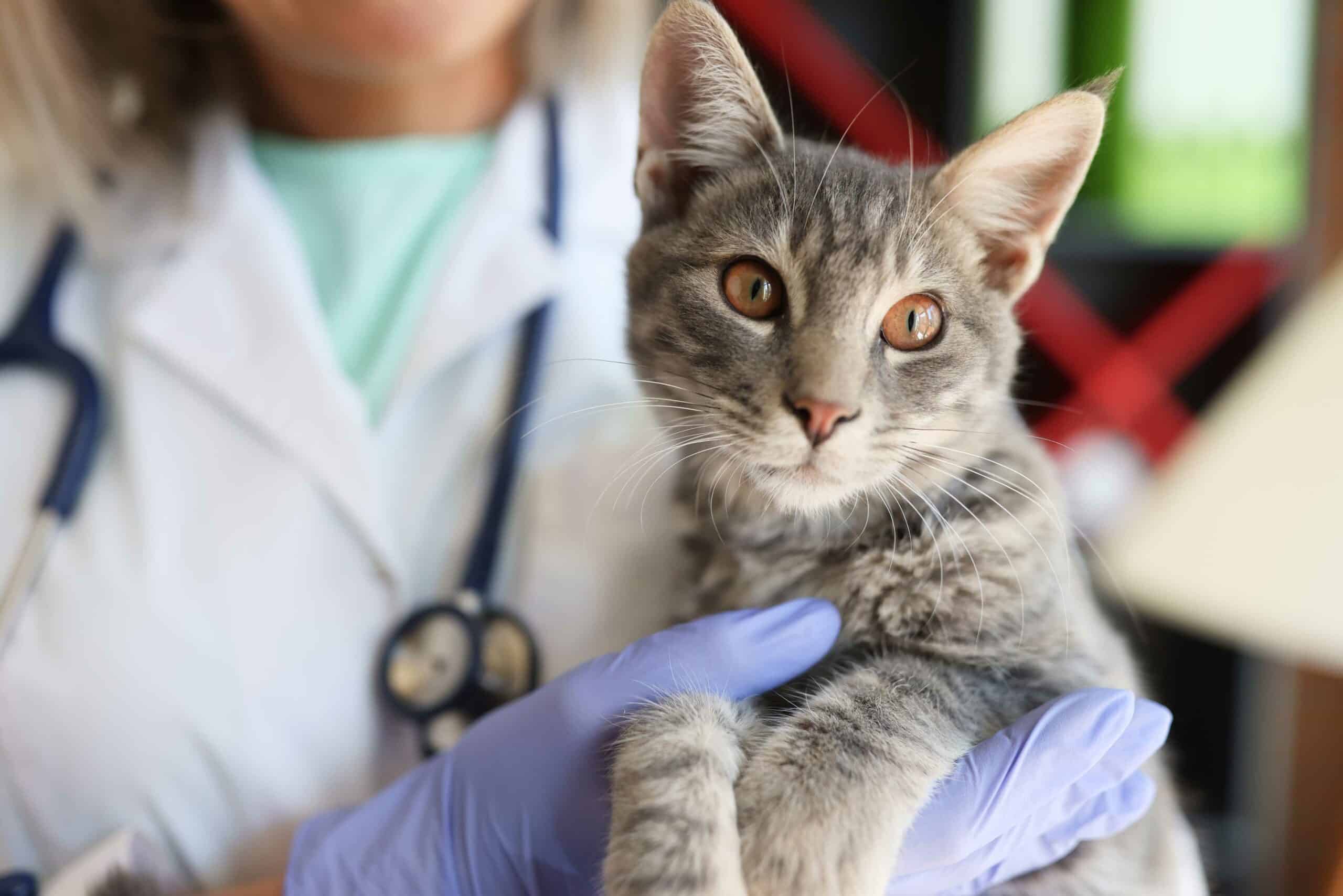 Benefits of In-House Diagnostics at Woodcliff Lake Veterinary Hospital