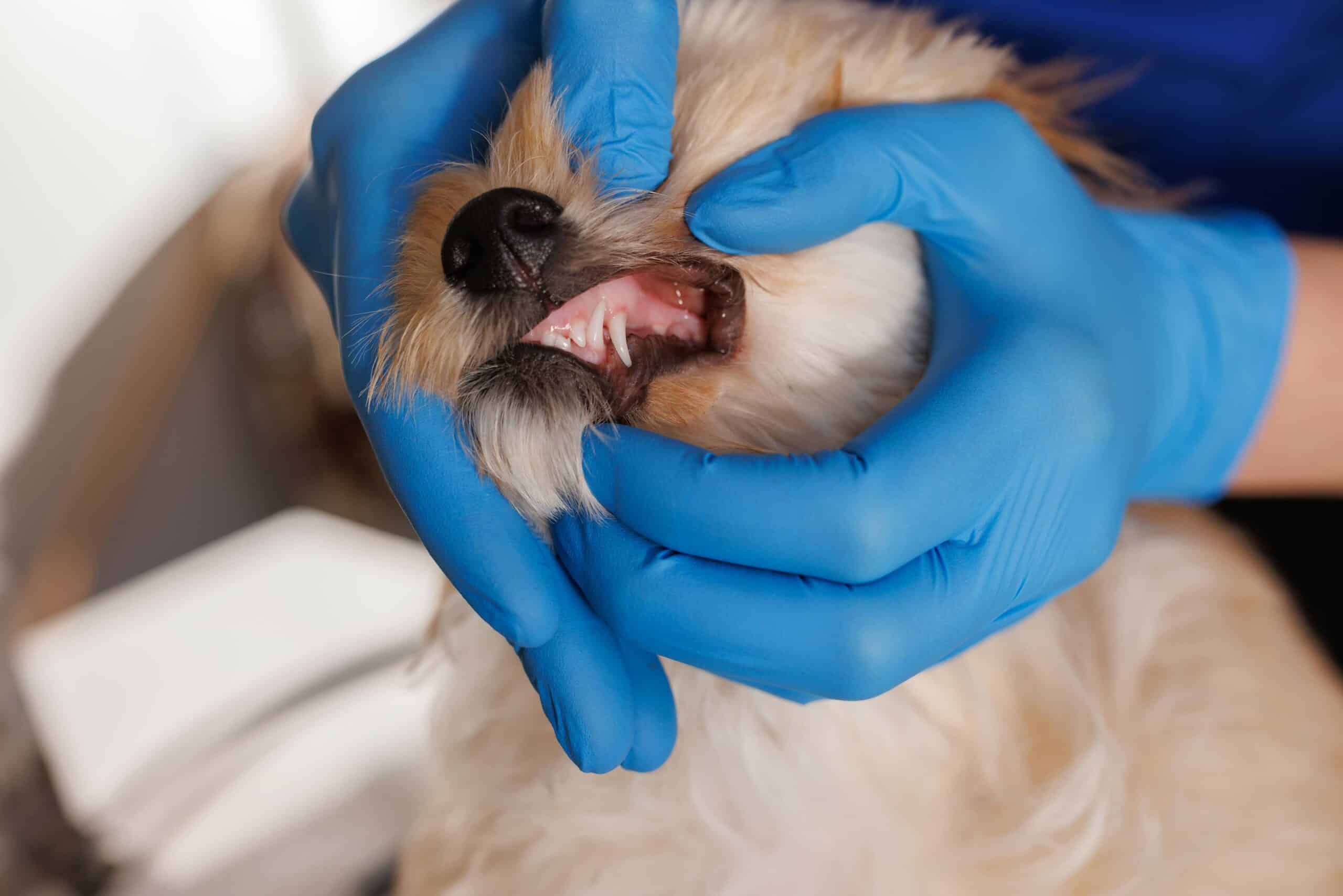 Pet Dental Care Services in Woodcliff Lake, NJ