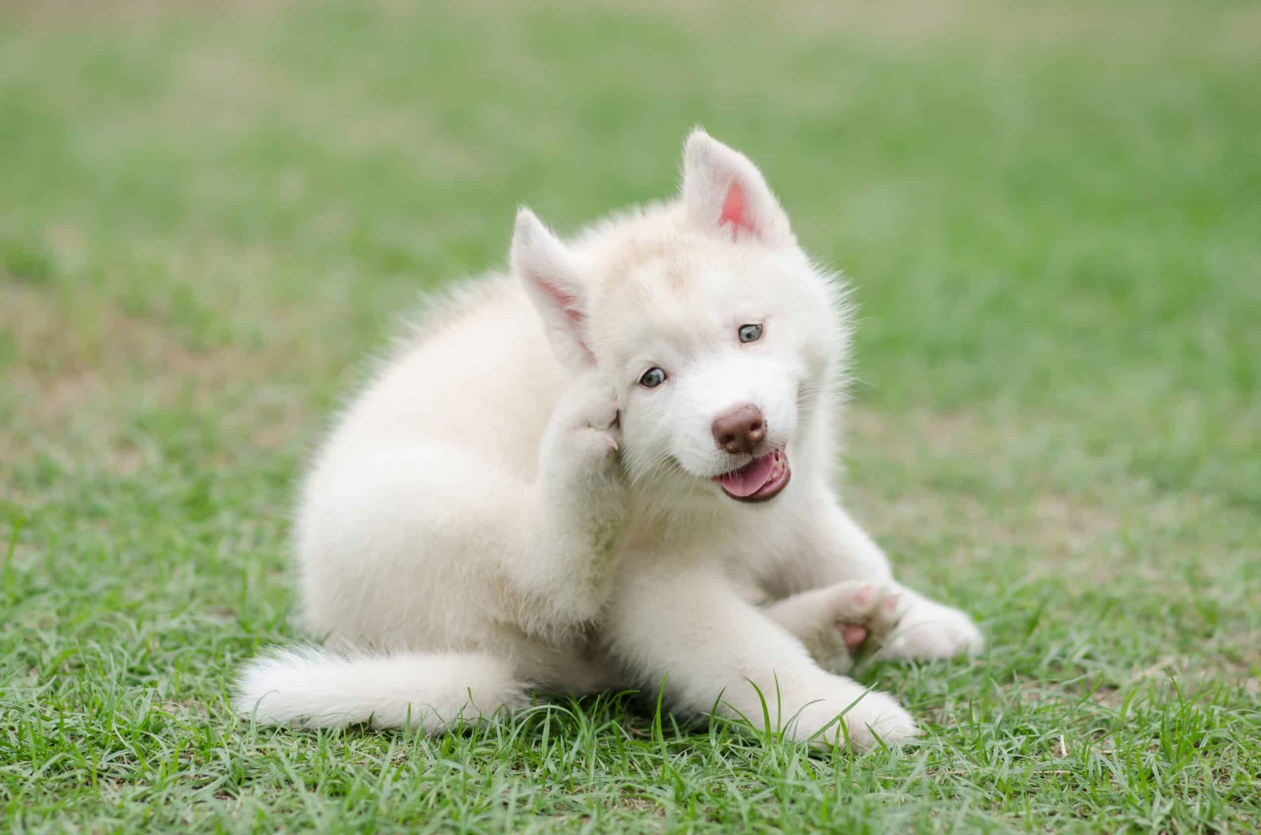 Pet Dermatology Services in Woodcliff Lake, NJ