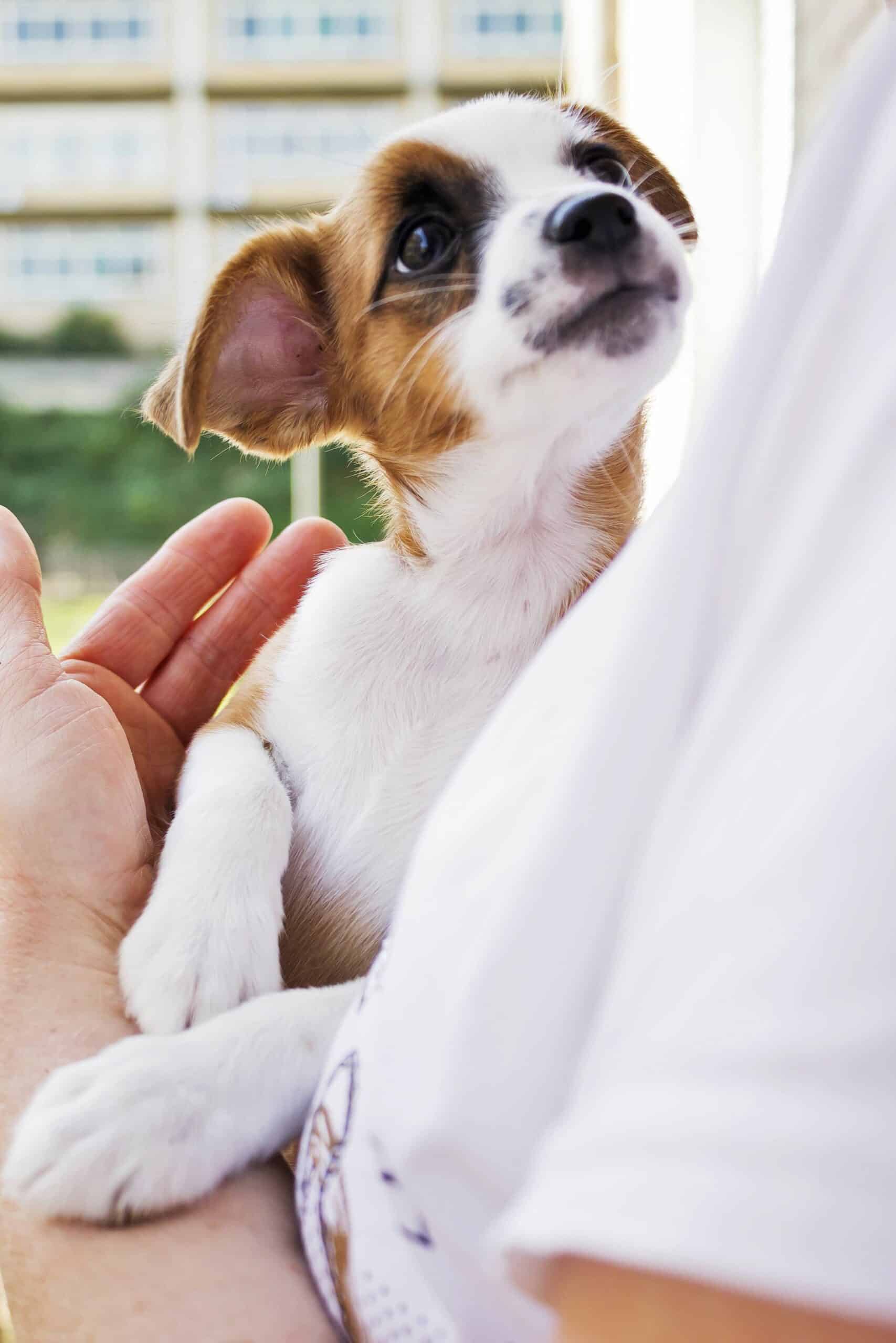 Benefits of In-House Diagnostics at Woodcliff Lake Veterinary Hospital