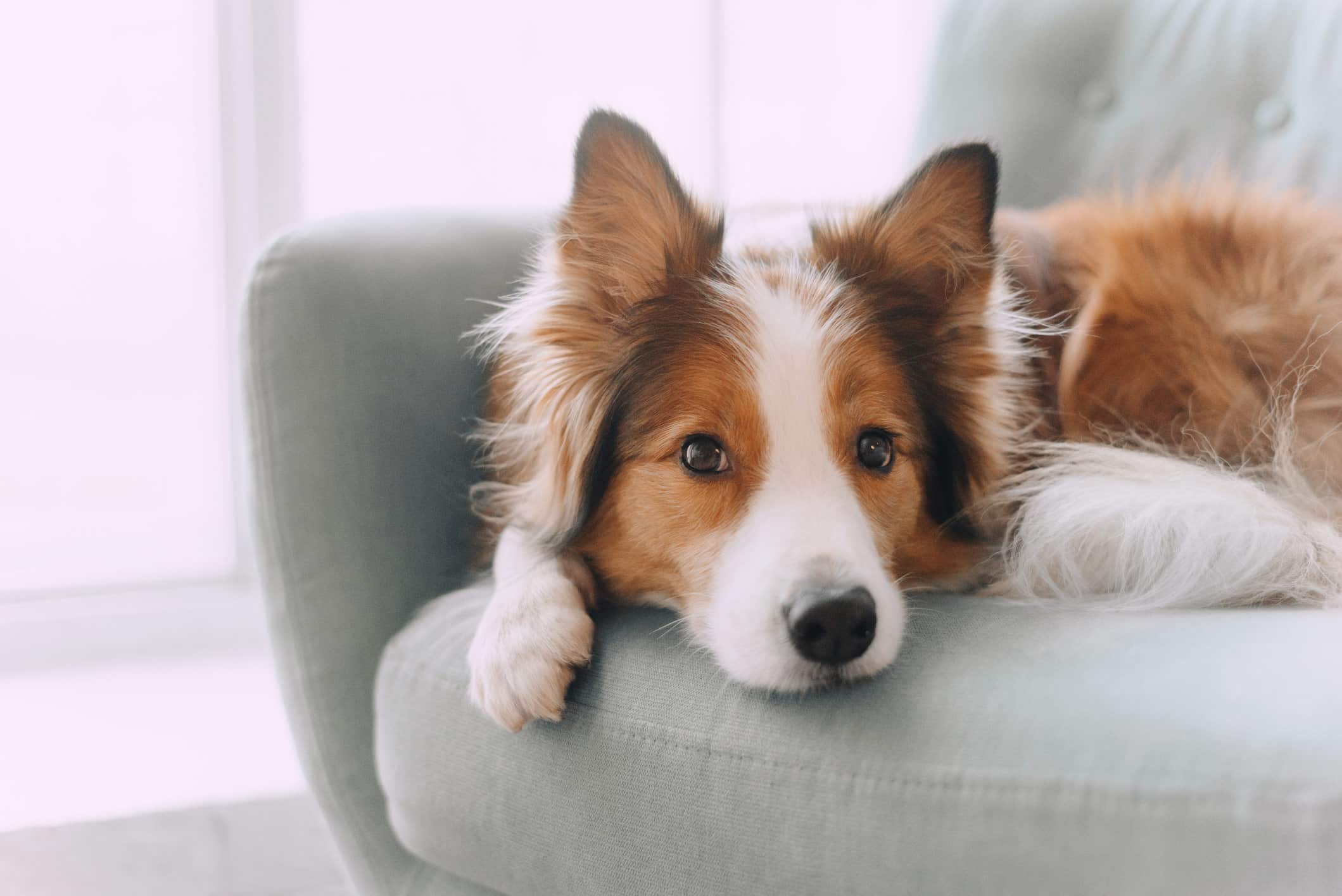 Benefits of In-House Diagnostics at Woodcliff Lake Veterinary Hospital