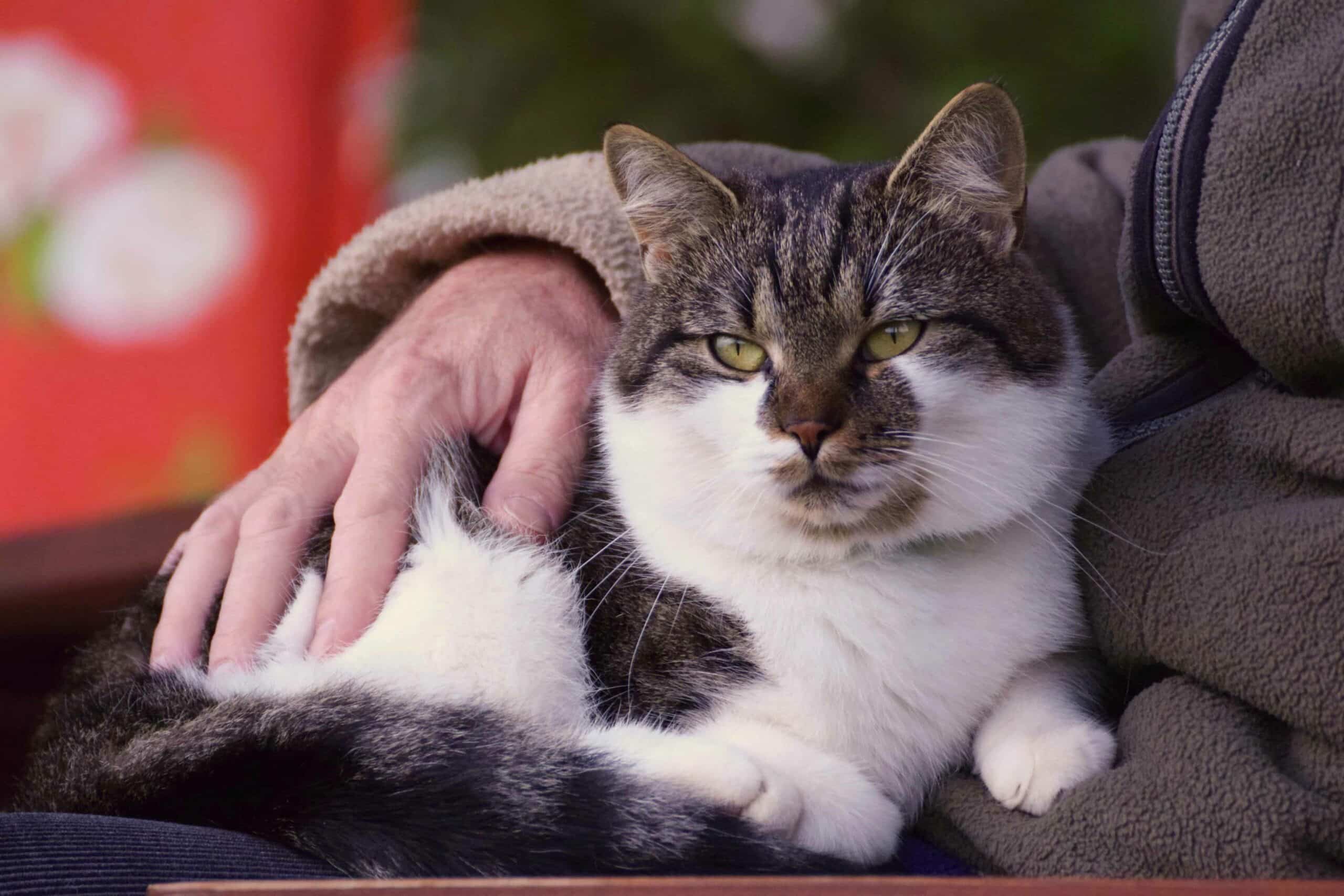 Senior Pet Care in Woodcliff Lake, NJ