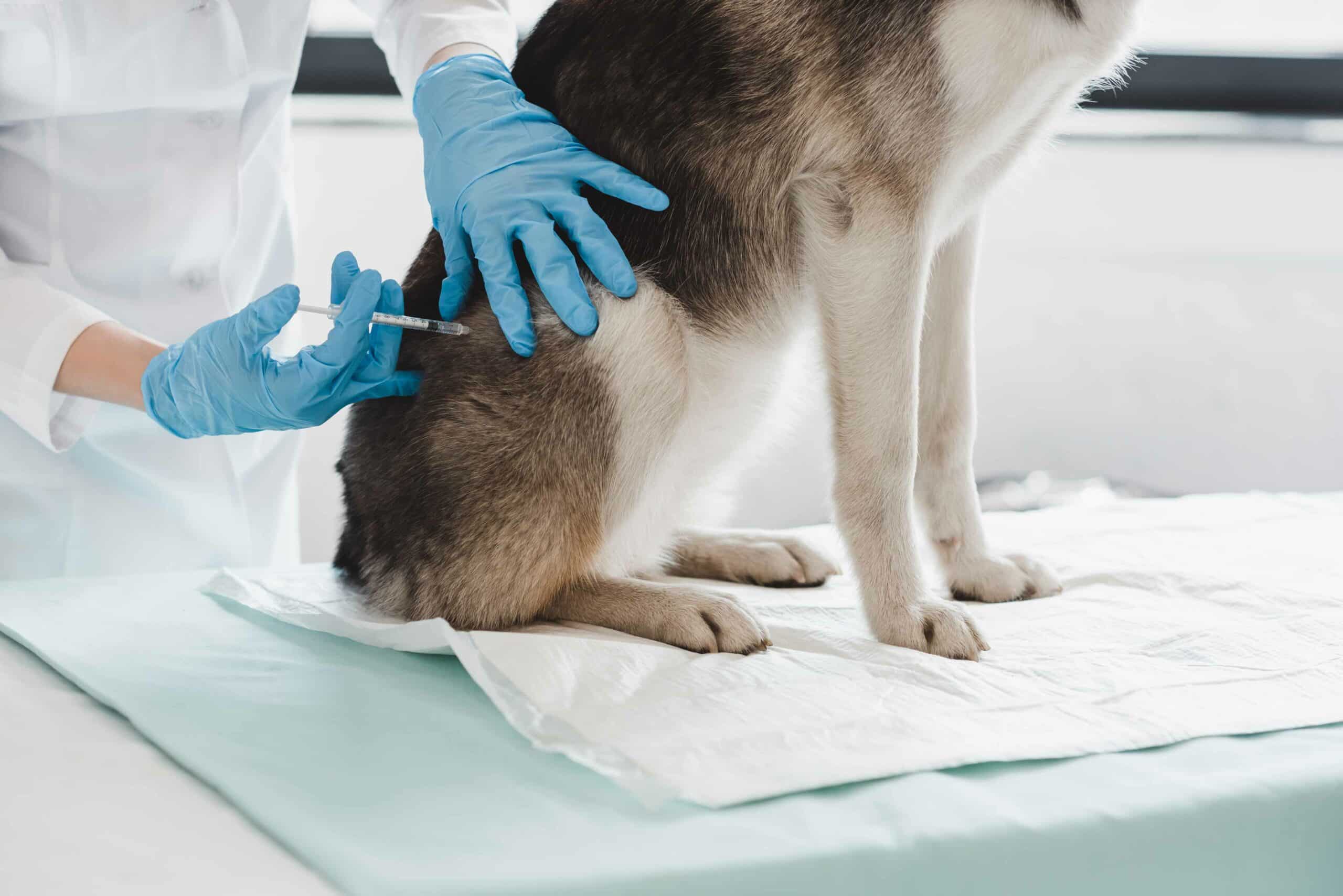 The Pillars of Preventive Care at Woodcliff Lake Veterinary Hospital