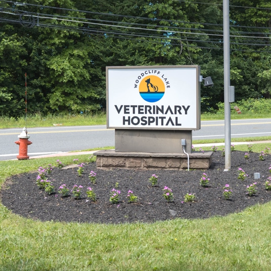 Veterinary Surgery Services in Woodcliff Lake
