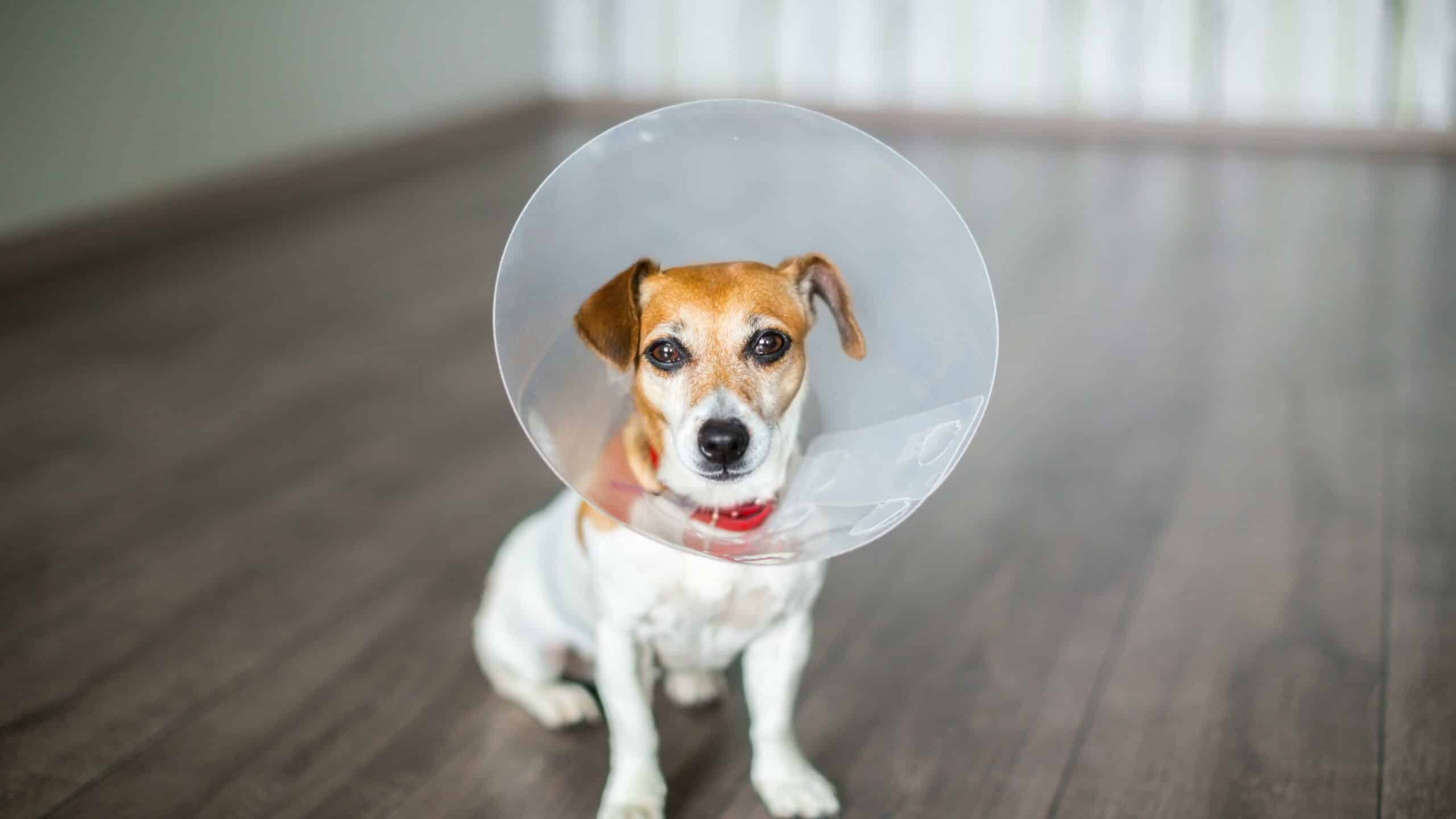 Veterinary Surgery Services in Woodcliff Lake