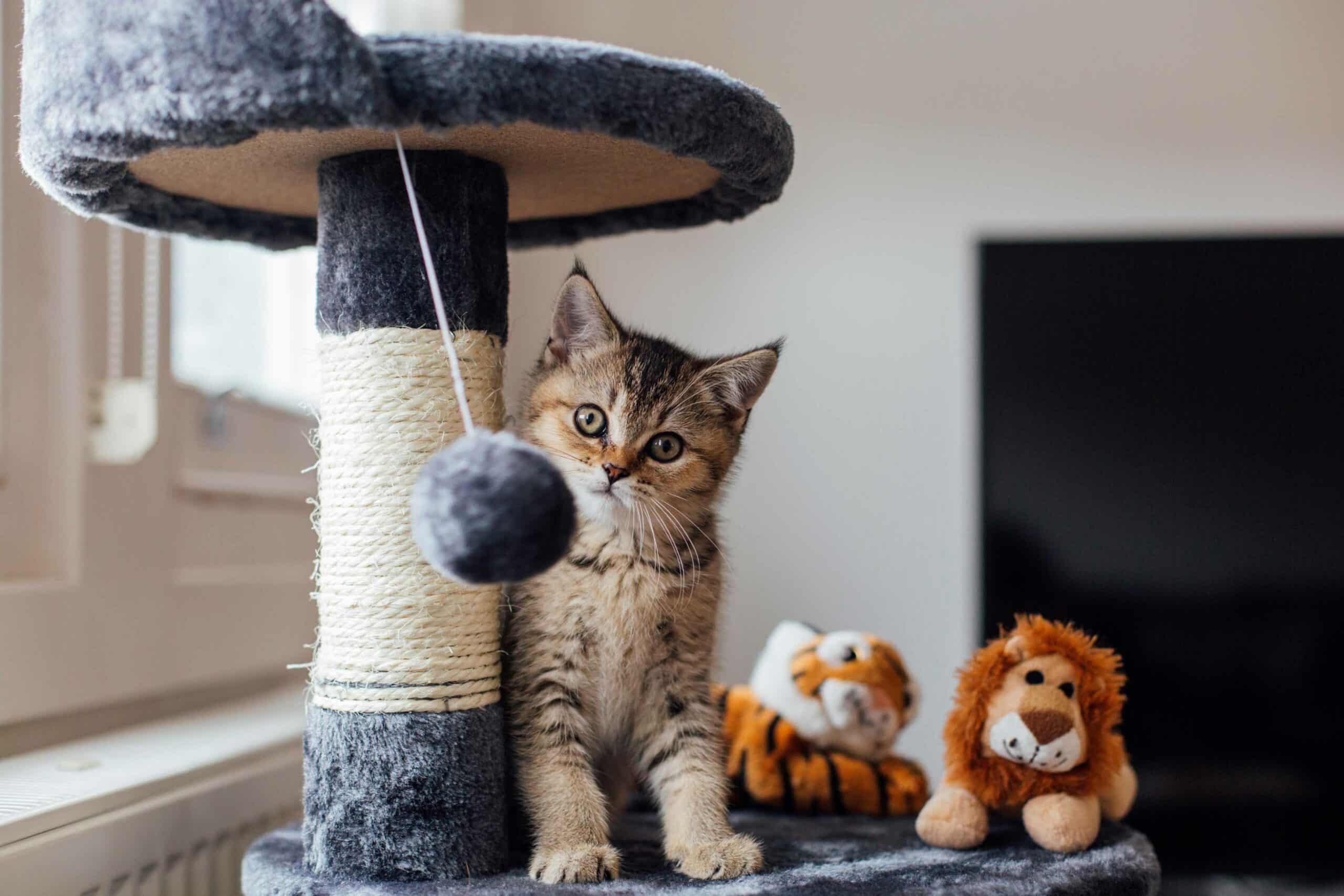 Wellness Care Throughout Your Pet’s Life