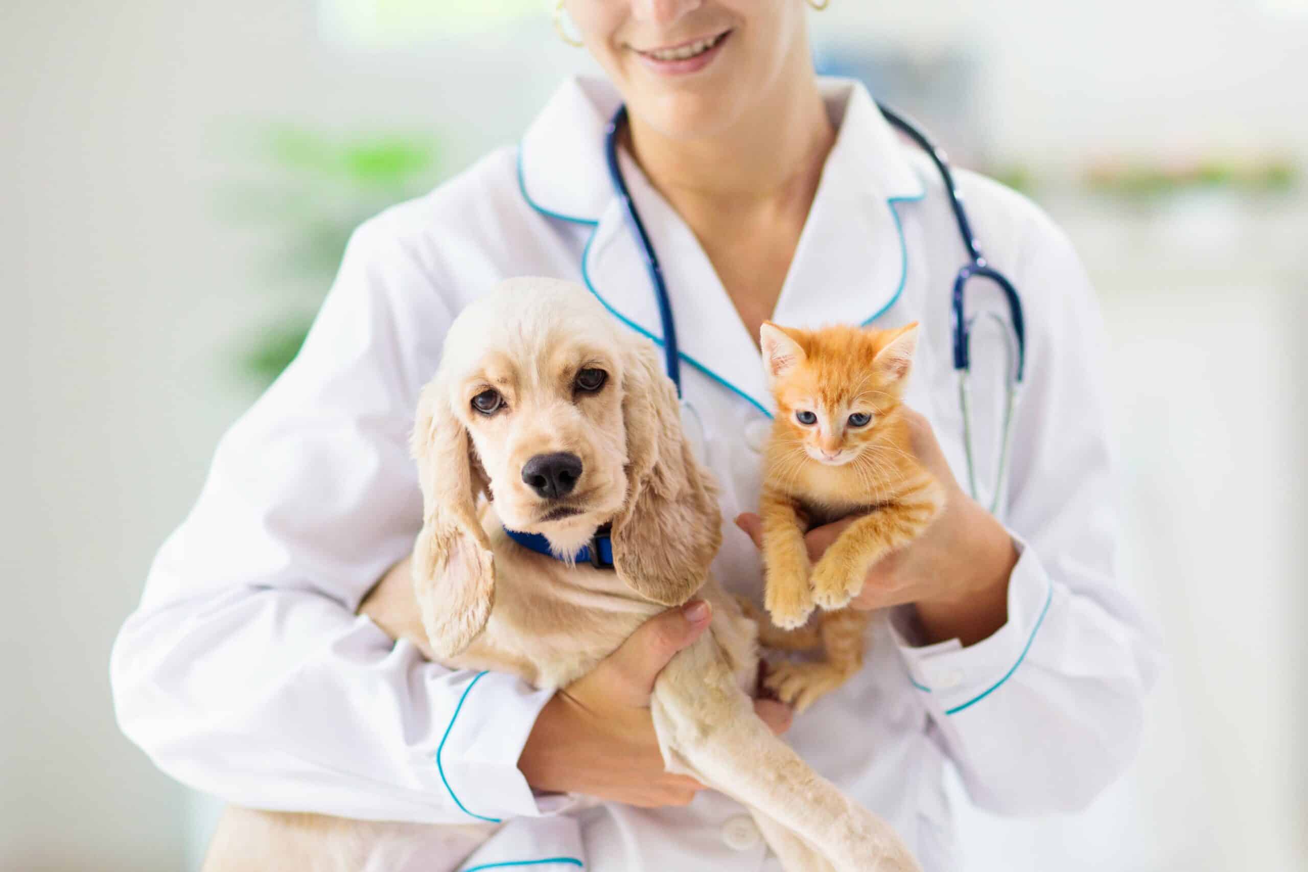 Wellness and Preventive Care for Dogs and Cats at Woodcliff Lake Veterinary Hospital