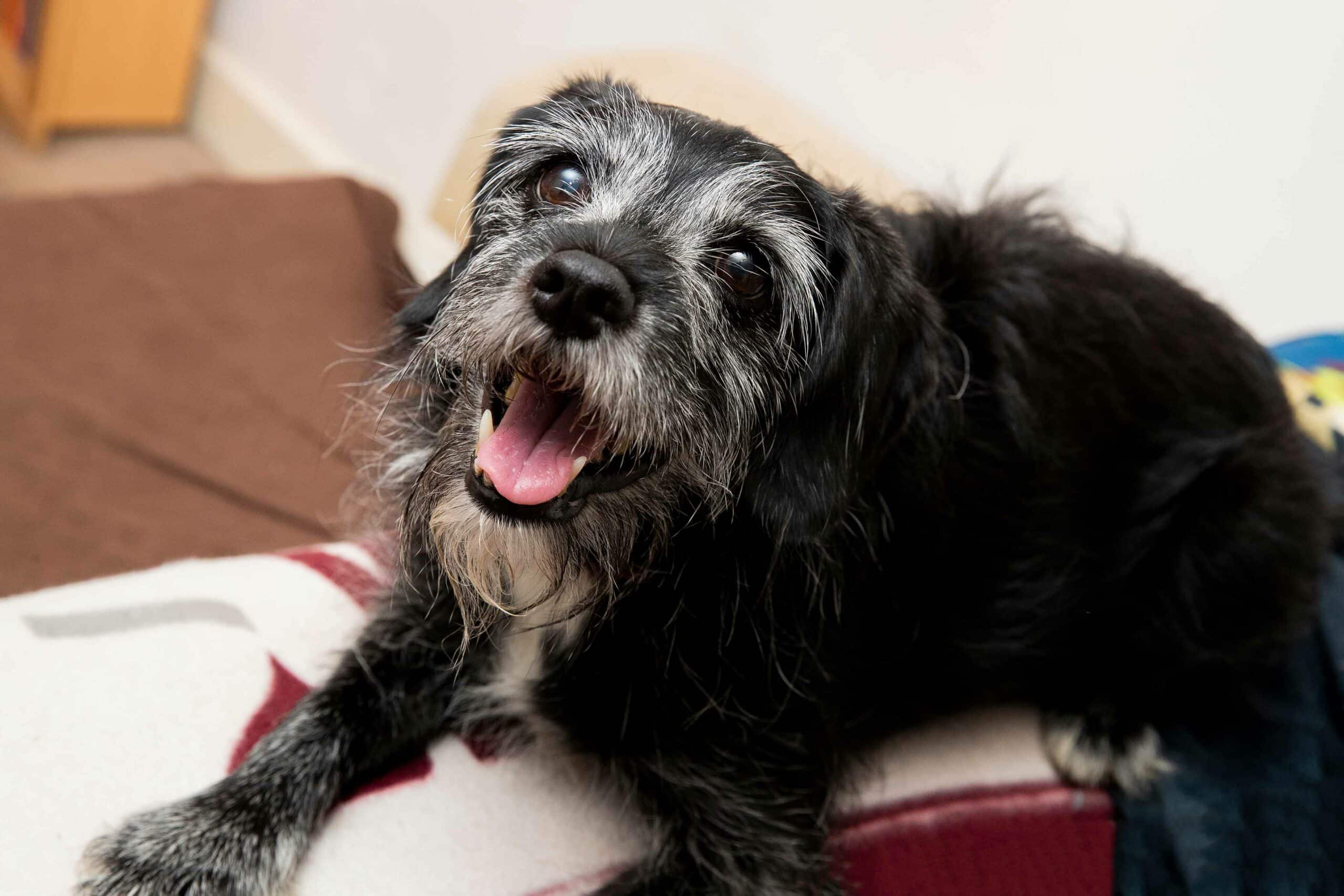Benefits of In-House Diagnostics at Woodcliff Lake Veterinary Hospital