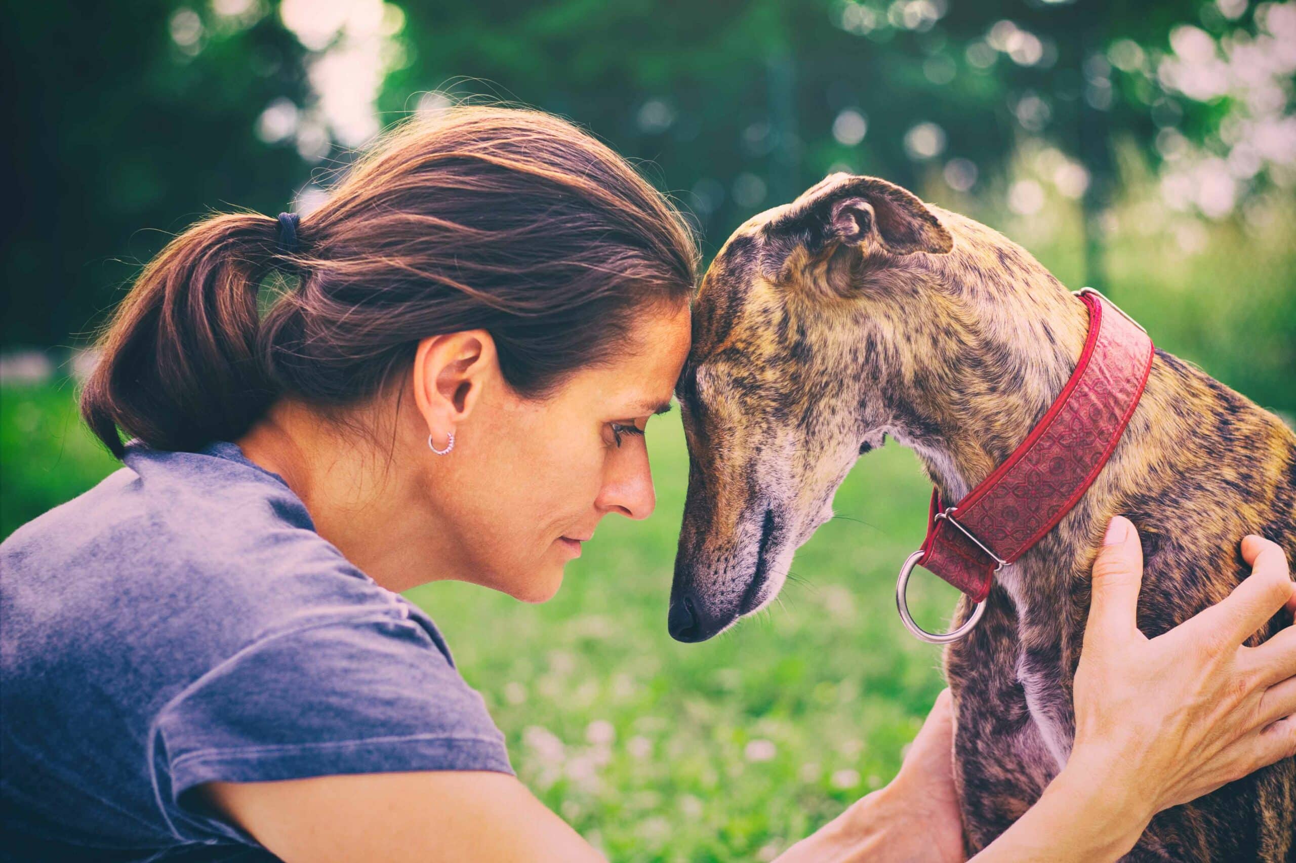 Benefits of In-House Diagnostics at Woodcliff Lake Veterinary Hospital