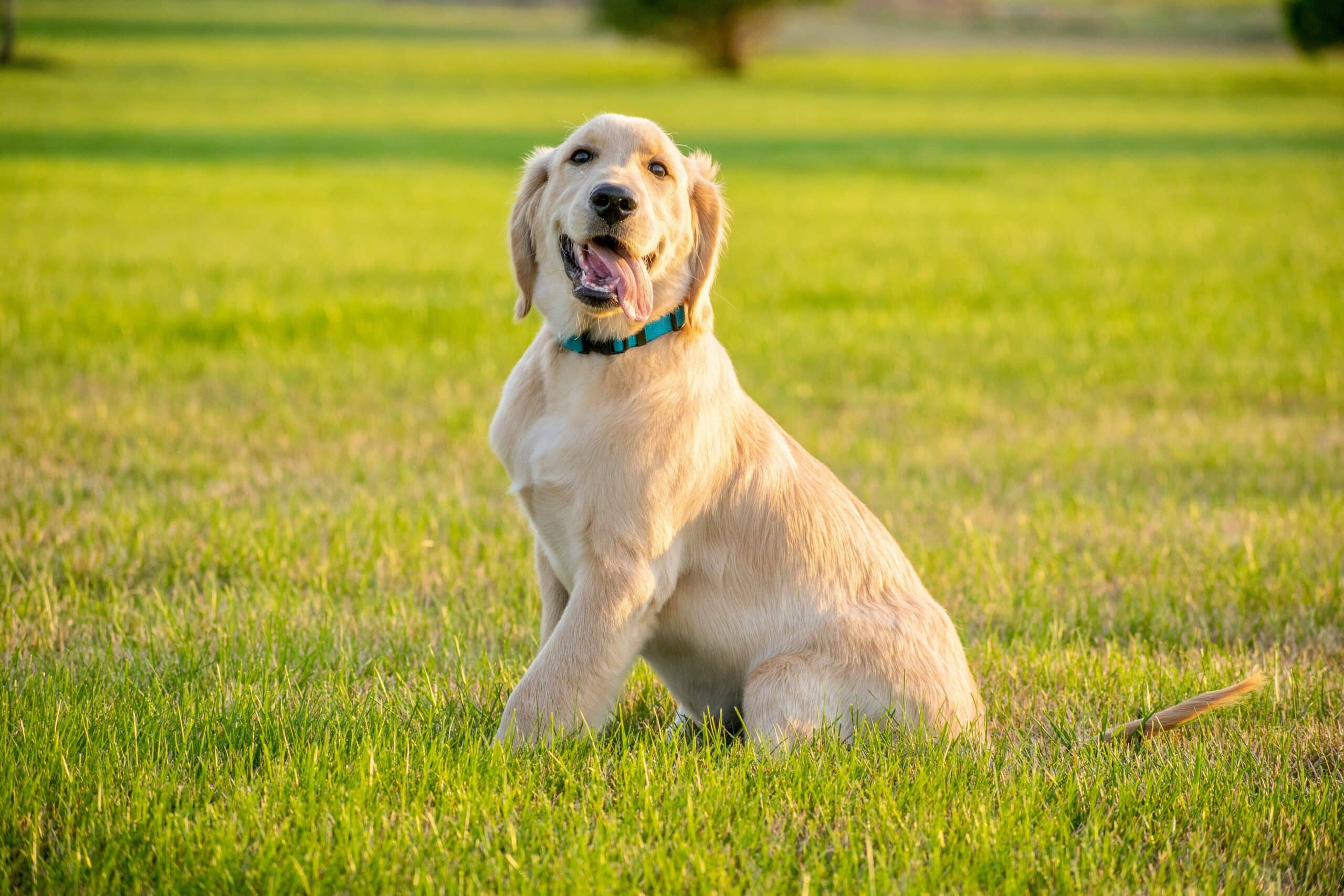 Dog sitting outside during summer