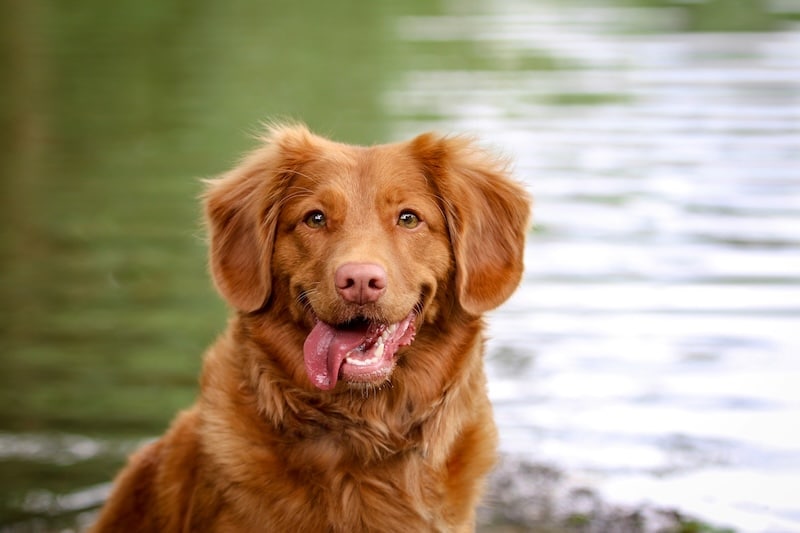 dog outside by lake in summer