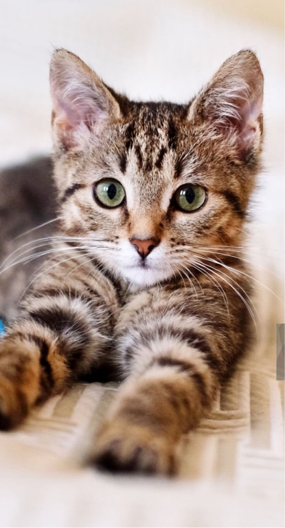 A brown tabby kitten with green eyes lies on a cream-colored surface, facing the camera with its front legs stretched out.