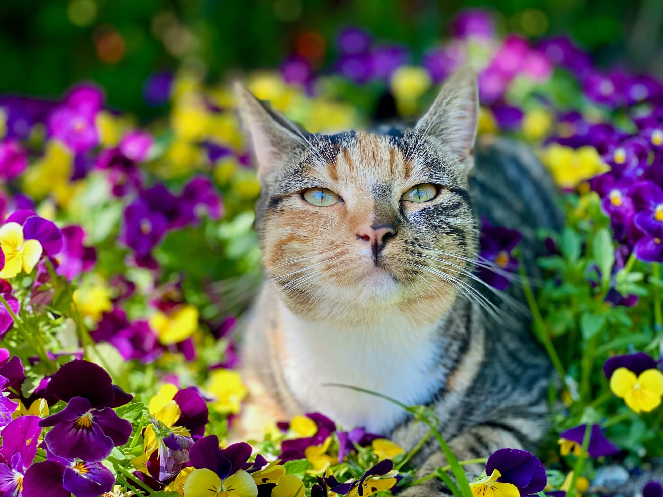 Cat outside in summer