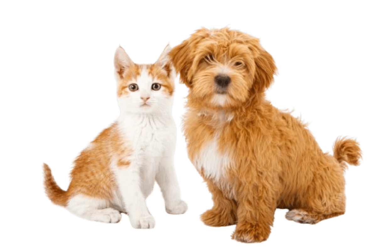 A ginger and white cat sits next to a fluffy, light brown dog on a white background.